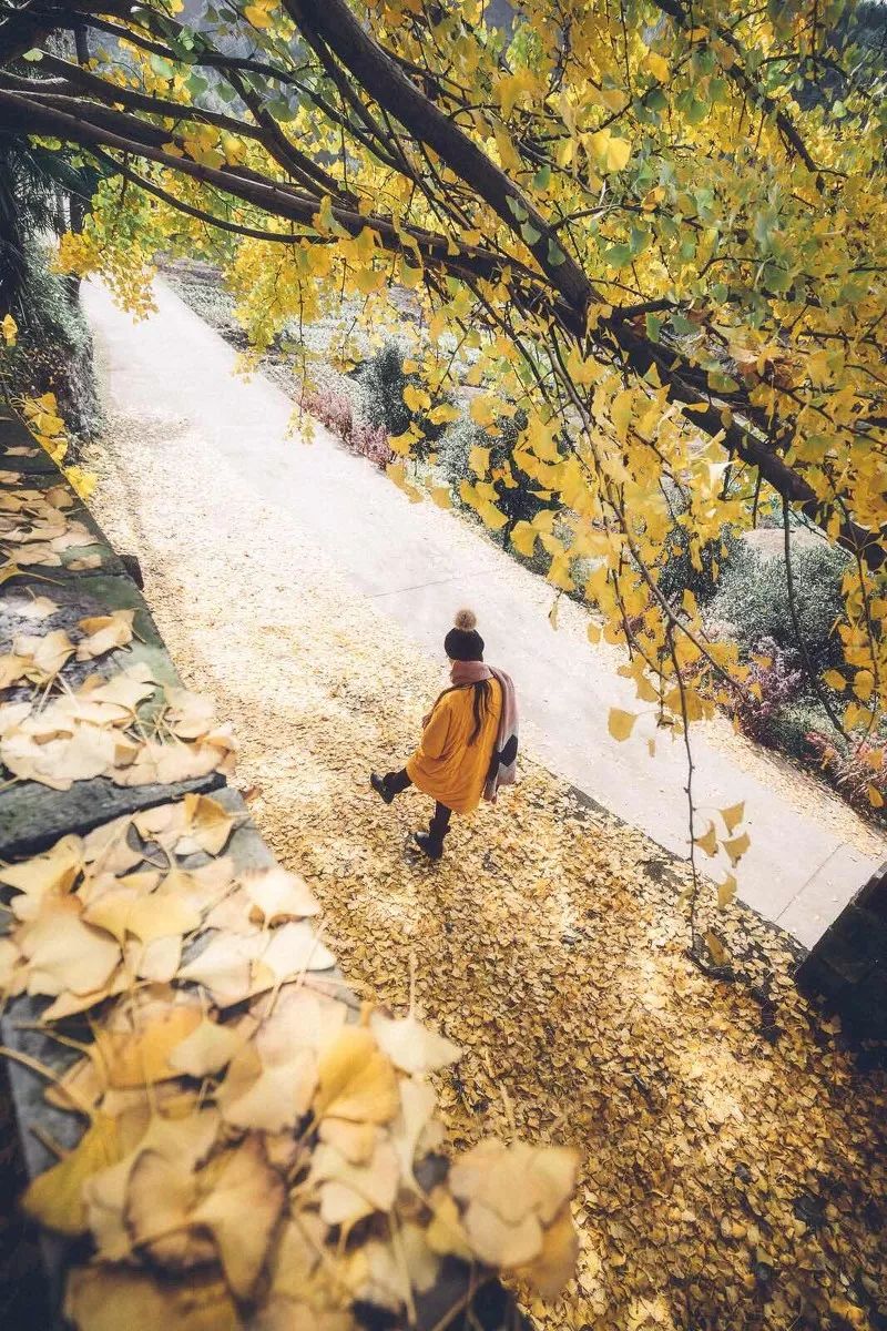 西溪湿地免费区域从哪儿进,西溪湿地免费区域地图