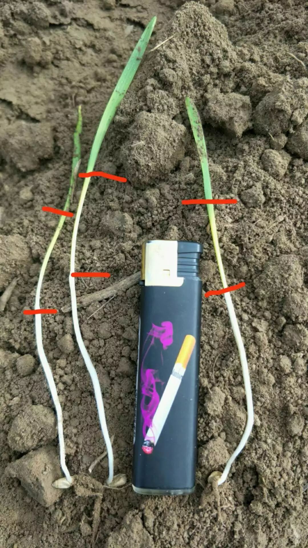 小麦刚出穗子倒了怎么办,小麦刚出苗叶发黄死棵咋回事