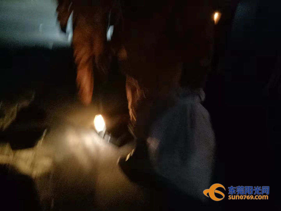 清溪一住宅小区藏了两个“足球窝”，上面爬满了马蜂