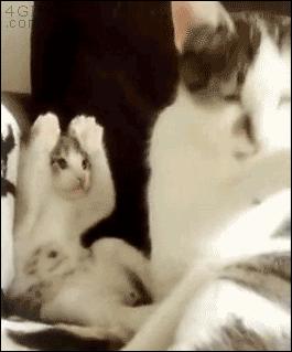 猫咪总是洗脸,猫咪老是舔毛洗脸是爱干净吗