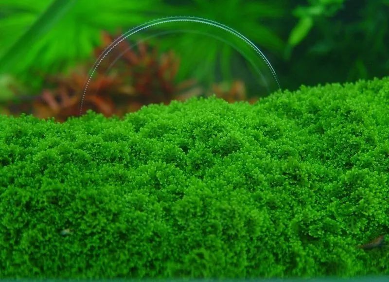 莫丝水草图片,粉色莫丝水草