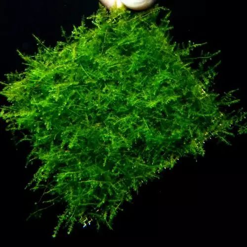莫丝水草图片,粉色莫丝水草
