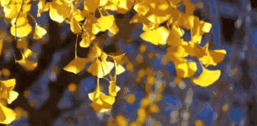 北方最大的银杏林在哪里,中国最大面积的银杏树林在哪里