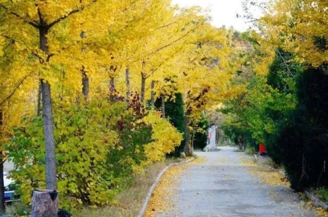 北方最大的银杏林在哪里,中国最大面积的银杏树林在哪里