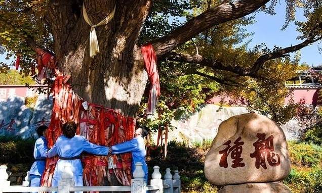 北方最大的银杏林在哪里,中国最大面积的银杏树林在哪里