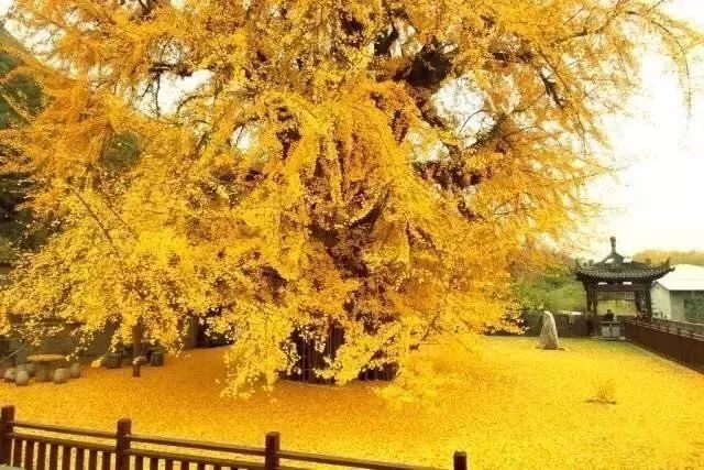 北方最大的银杏林在哪里,中国最大面积的银杏树林在哪里