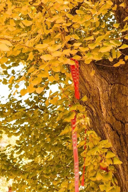 北方最大的银杏林在哪里,中国最大面积的银杏树林在哪里