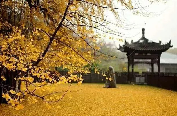 北方最大的银杏林在哪里,中国最大面积的银杏树林在哪里