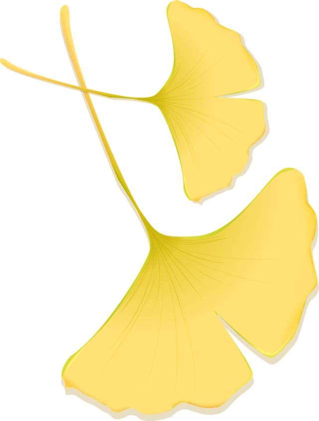 北方最大的银杏林在哪里,中国最大面积的银杏树林在哪里