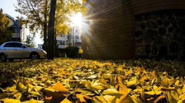 北方最大的银杏林在哪里,中国最大面积的银杏树林在哪里