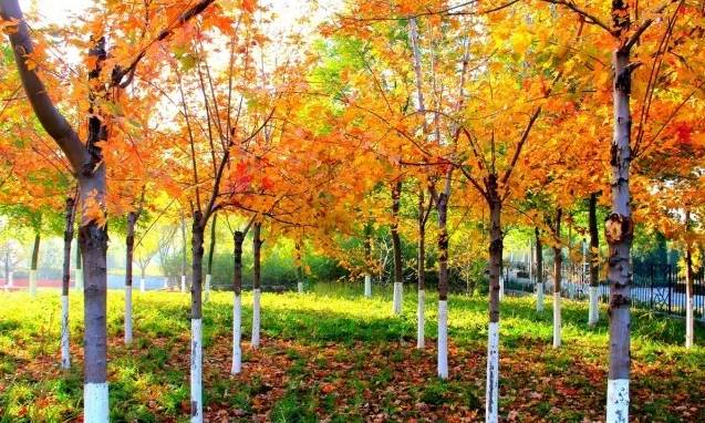 北方最大的银杏林在哪里,中国最大面积的银杏树林在哪里