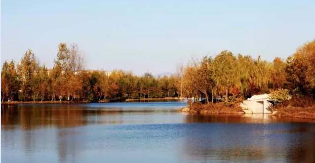 北方最大的银杏林在哪里,中国最大面积的银杏树林在哪里