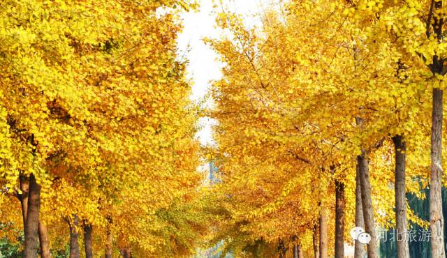 北方最大的银杏林在哪里,中国最大面积的银杏树林在哪里