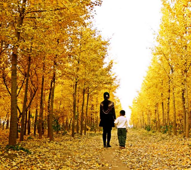 北方最大的银杏林在哪里,中国最大面积的银杏树林在哪里