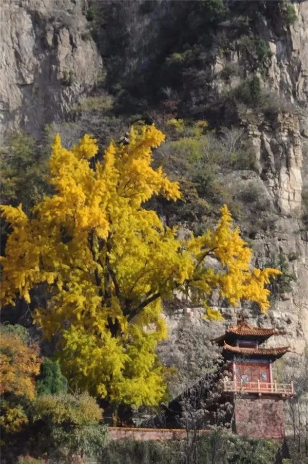 北方最大的银杏林在哪里,中国最大面积的银杏树林在哪里