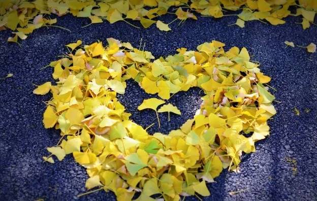 北方最大的银杏林在哪里,中国最大面积的银杏树林在哪里