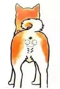 养宠指南｜关于狗狗“肛门腺”的真相！到底要不要挤？怎么挤？