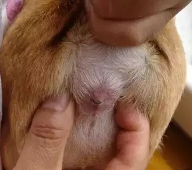 养宠指南｜关于狗狗“肛门腺”的真相！到底要不要挤？怎么挤？