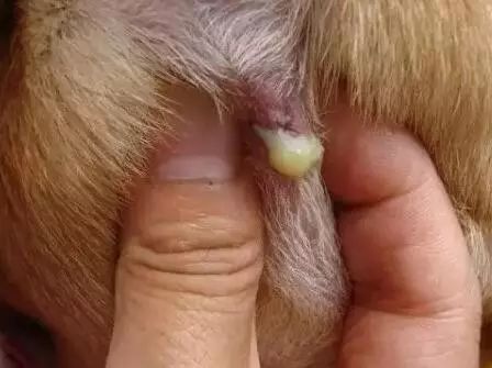 养宠指南｜关于狗狗“肛门腺”的真相！到底要不要挤？怎么挤？