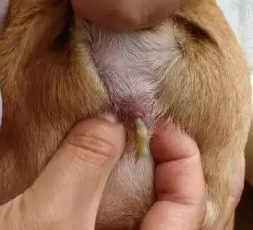 养宠指南｜关于狗狗“肛门腺”的真相！到底要不要挤？怎么挤？