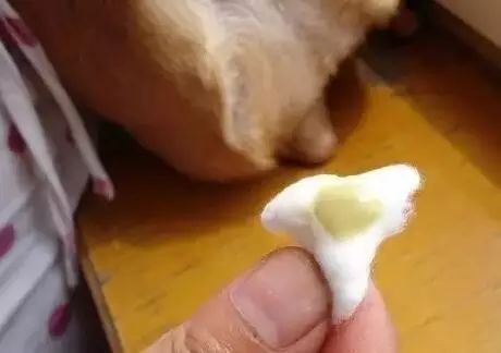 养宠指南｜关于狗狗“肛门腺”的真相！到底要不要挤？怎么挤？