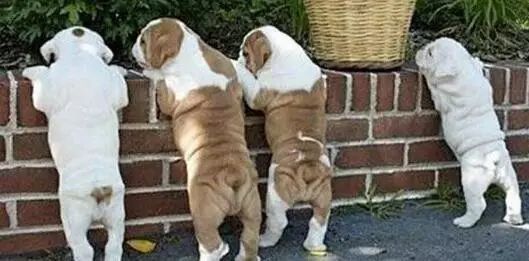 养宠指南｜关于狗狗“肛门腺”的真相！到底要不要挤？怎么挤？