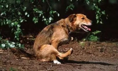 养宠指南｜关于狗狗“肛门腺”的真相！到底要不要挤？怎么挤？