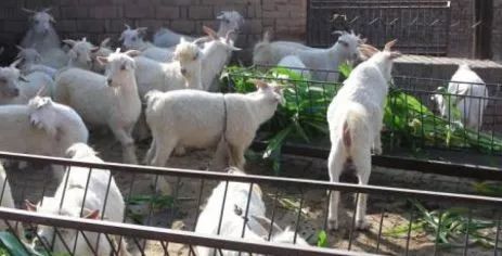 羊价及羊病预防,新手喂羊技术与方法