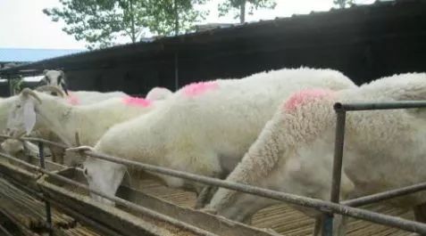 羊价及羊病预防,新手喂羊技术与方法