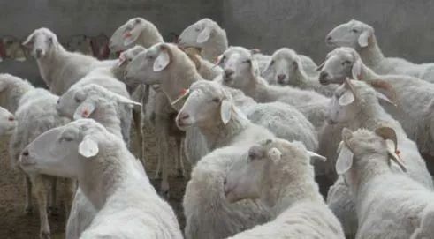 羊价及羊病预防,新手喂羊技术与方法
