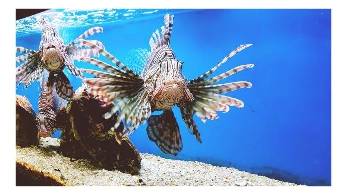 越南芽庄,越美芽庄是什么