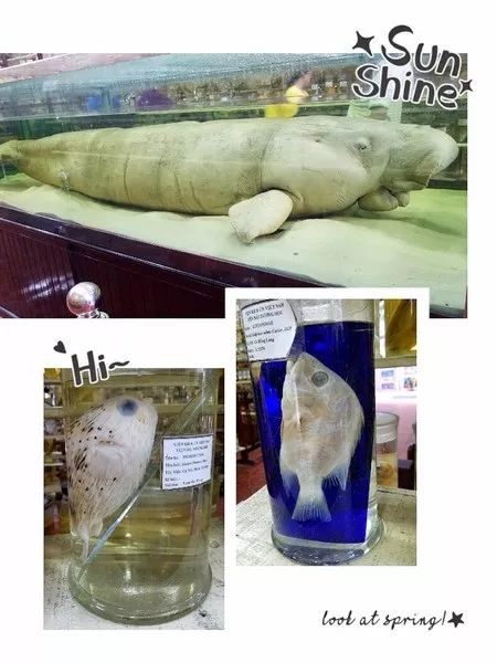 越南芽庄,越美芽庄是什么