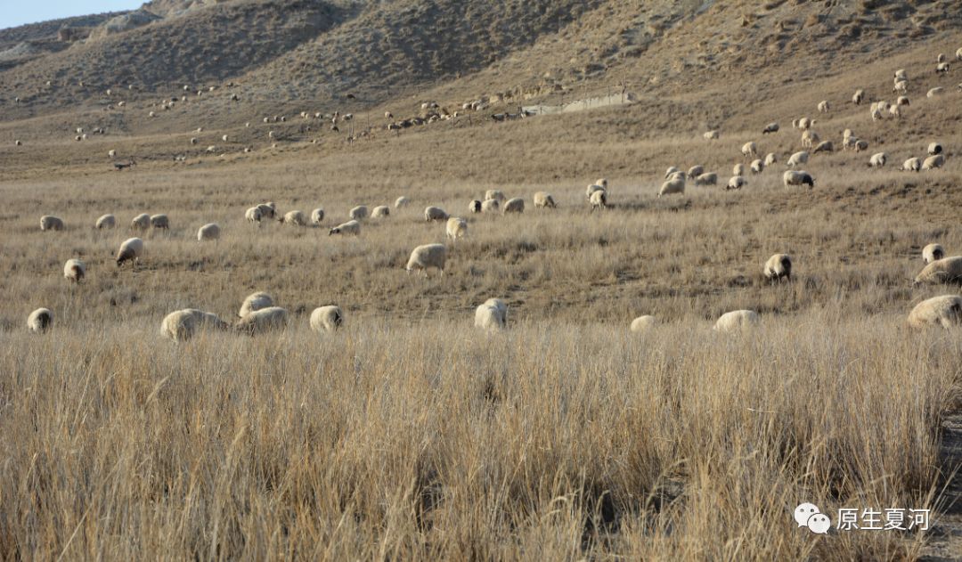 四川省阿坝州的甘加藏羊,甘肃夏河甘加藏羊价格