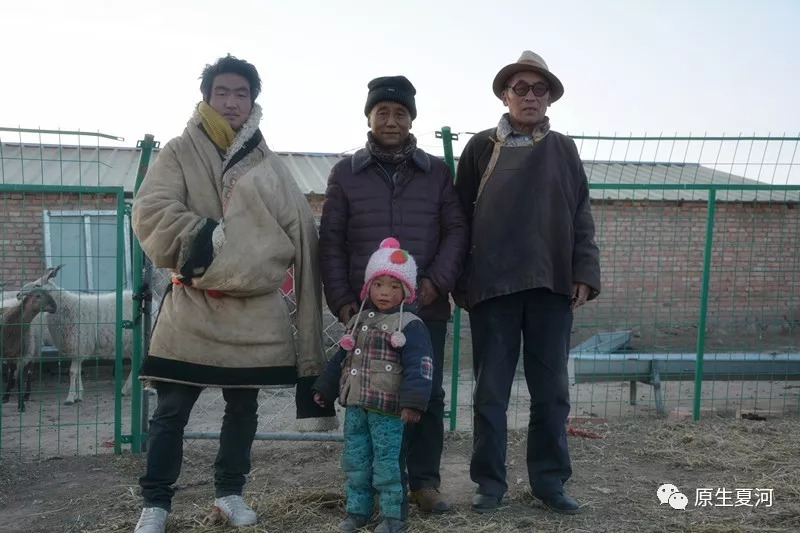 四川省阿坝州的甘加藏羊,甘肃夏河甘加藏羊价格