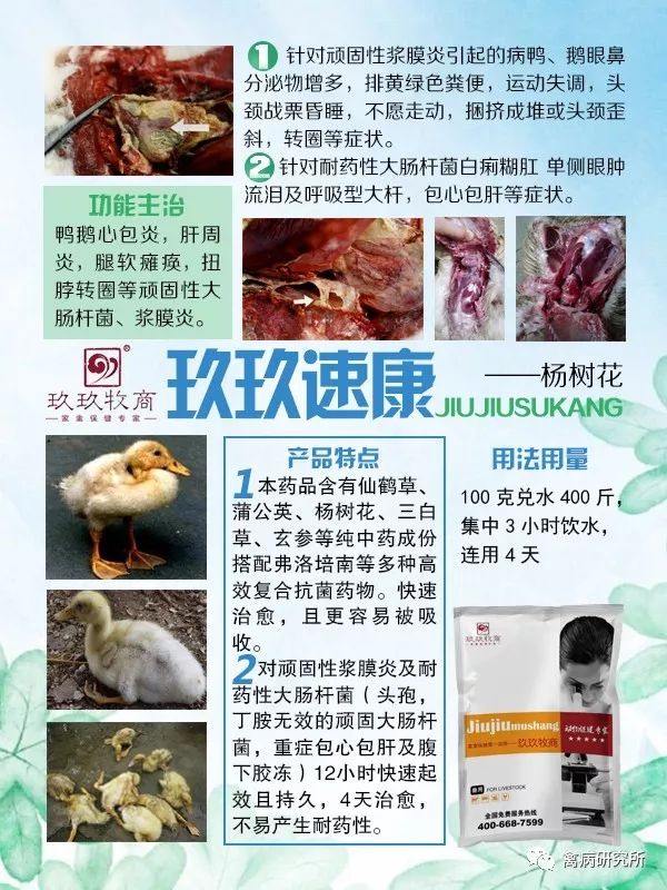 鹅腿软瘫痪怎么补救,鹅腿瘸了用什么药治疗