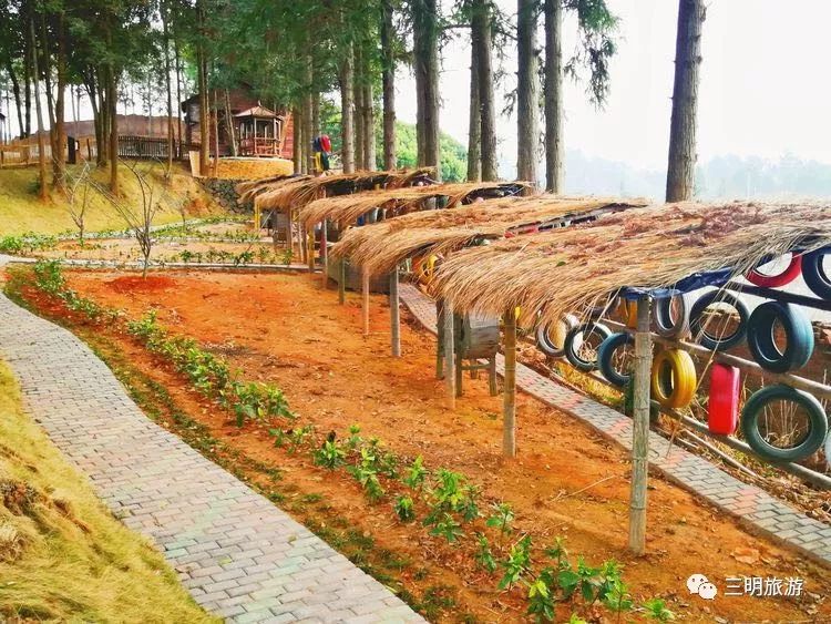 福建树屋酒店推荐,福建特色树屋民宿度假屋特点