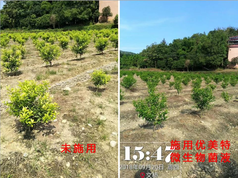 优美特水溶肥料价格,优美特化肥