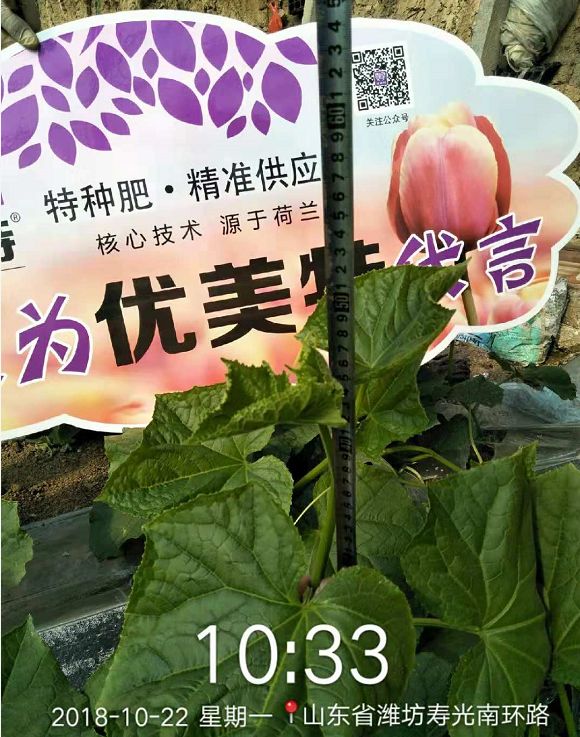 优美特水溶肥料价格,优美特化肥