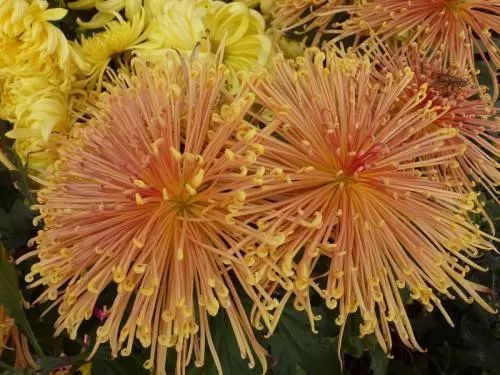 秋日赏菊的诗句,秋日菊花唯美诗句