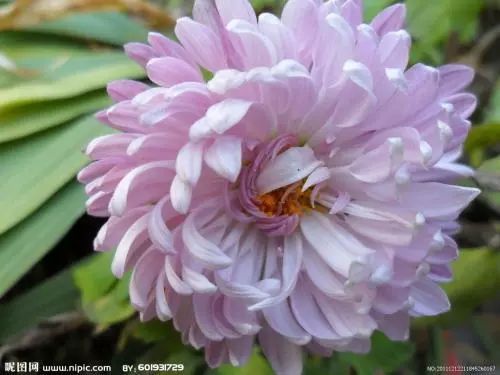 秋日赏菊的诗句,秋日菊花唯美诗句