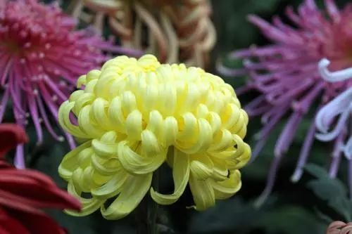 秋日赏菊的诗句,秋日菊花唯美诗句