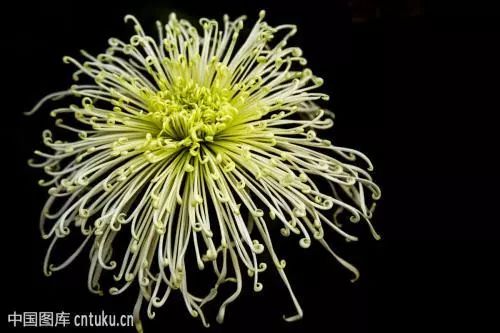 秋日赏菊的诗句,秋日菊花唯美诗句