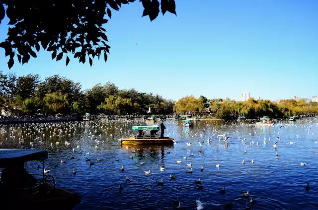 戳心窝的春城日常生活，625万昆明人边看边哭！