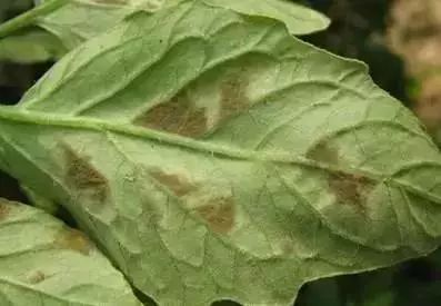 番茄苗定植后需要预防哪些病害,保护地栽培番茄容易出现哪些病害