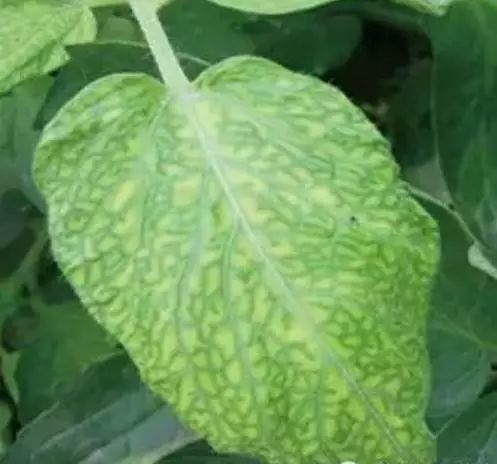 番茄苗定植后需要预防哪些病害,保护地栽培番茄容易出现哪些病害