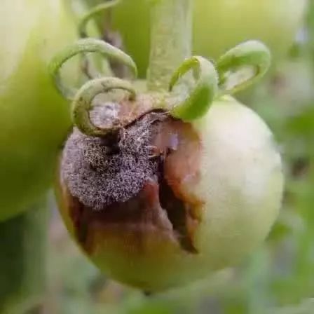 番茄苗定植后需要预防哪些病害,保护地栽培番茄容易出现哪些病害