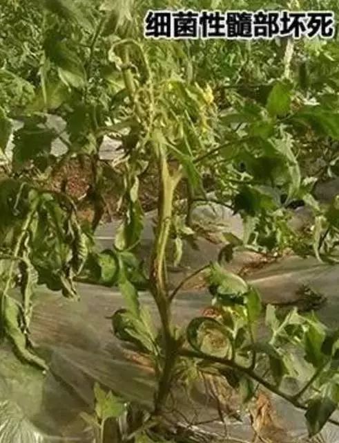 番茄苗定植后需要预防哪些病害,保护地栽培番茄容易出现哪些病害