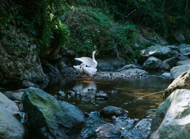 千古奇文醒世养心全文,千古奇文醒世良言