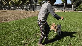 柴犬登登的现状,柴犬登登拍卖最后的钱去哪里了