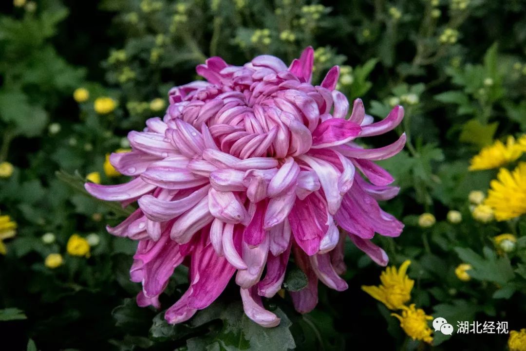 武汉周边最美秋天,武汉秋景最好的地方